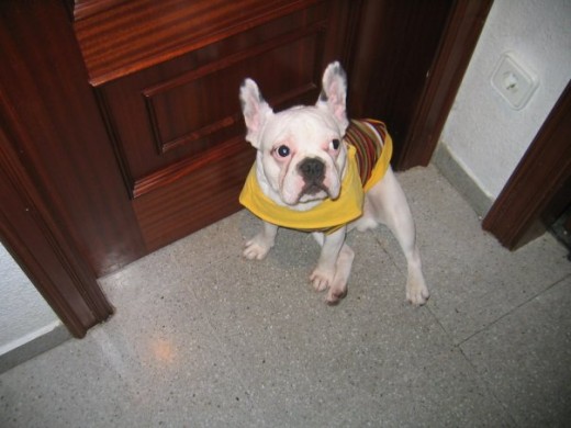 Este es mi Frenchie Lucas, tiene 4 añitos. Es sordo ya que es casi albino, pero hace la misma vida que un perro normal, la única diferencia que tiene alérgias ya que tiene la piel rosa, no puede ponerse al sol aunque él se pone a ratos porque le gusta. Es cariñoso, juguetón, le encanta estar con perros y personas, dormilón, cuandi estás distraido se puede comer tu desayuno y se lleva las manzanas y naranjas para jugar y luego se las come. Este es mi Frenchie Lucas, tiene 4 añitos. Es sordo ya que es casi albino, pero hace la misma vida que un perro normal, la única diferencia que tiene alérgias ya que tiene la piel rosa, no puede ponerse al sol aunque él se pone a ratos porque le gusta. Es cariñoso, juguetón, le encanta estar con perros y personas, dormilón, cuandi estás distraido se puede comer tu desayuno y se lleva las manzanas y naranjas para jugar y luego se las come.